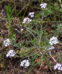 Dontostemon integrifolius