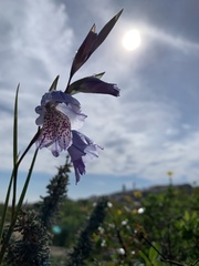Gladiolus caeruleus