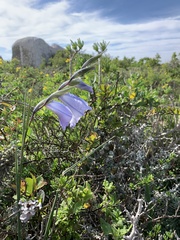 Gladiolus caeruleus