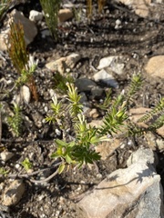 Gnidia nodiflora