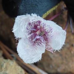 Calochortus elegans