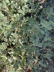 Tidestromia lanuginosa