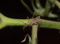 Stenolemus fraterculus