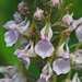 Teucrium canadense - Photo (c) Jerry Oldenettel,  זכויות יוצרים חלקיות (CC BY-NC-SA)