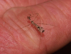 Stenolemus fraterculus