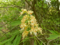 Aesculus glabra arguta