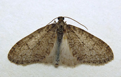 Trichopteryx carpinata