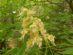 Aesculus glabra arguta