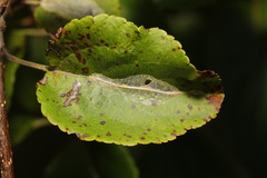Phyllonorycter leucographella