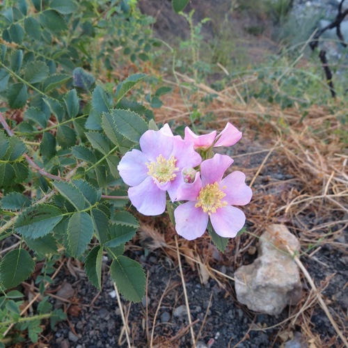 iNaturalist observation photo of California Wild Rose