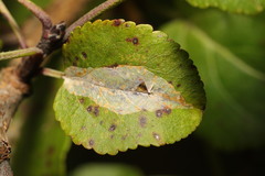 Phyllonorycter leucographella
