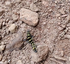 Tinolius eburneigutta