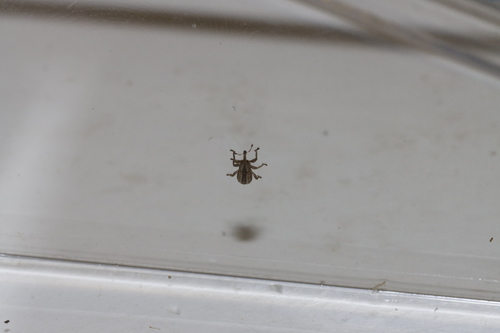 Brachybamus electus photo 3