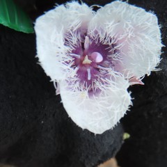 Calochortus elegans