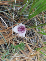 Calochortus elegans
