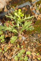Senecio vulgaris