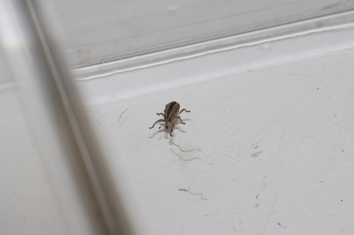 Brachybamus electus photo 5