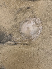 Chrysaora chesapeakei