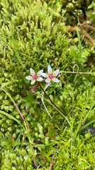 Micranthes stellaris