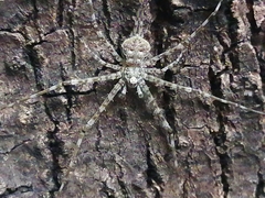 Neotama mexicana