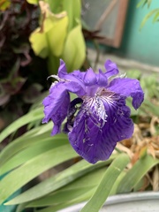 Iris tectorum