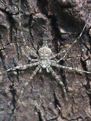 Neotama mexicana