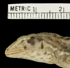 Rum Cay Curlytail Lizard photo 2