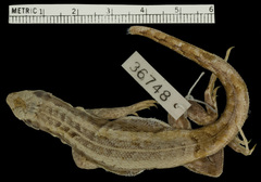 Rum Cay Curlytail Lizard photo 3