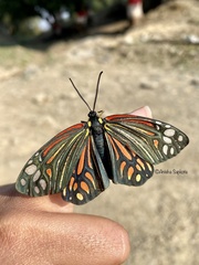 Campylotes histrionicus