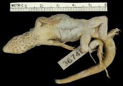 Rum Cay Curlytail Lizard photo 4
