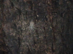 Neotama mexicana