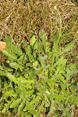 Hypochaeris radicata