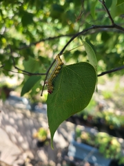 Oedemasia concinna