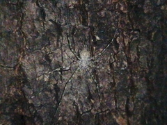 Neotama mexicana