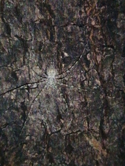 Neotama mexicana
