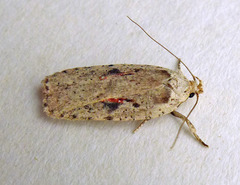Agonopterix ocellana