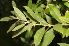 Salix cinerea