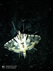 Conchylodes salamisalis