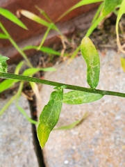 Erigeron