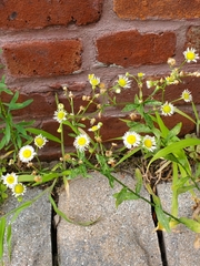 Erigeron
