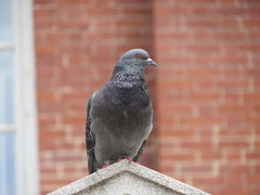 Columba livia