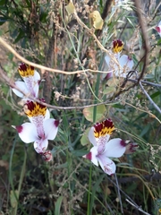 Alstroemeria magnifica maxima