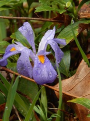 Iris verna smalliana