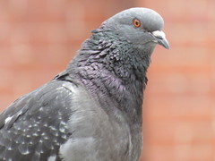 Columba livia