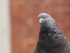 Columba livia