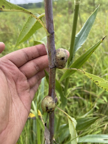 Sunflower Purse Gall Midge photo 5