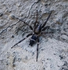 Poecilochroa