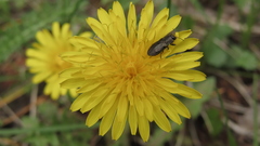 Anthaxia quadripunctata