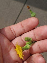 Sonchus