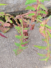 Sonchus